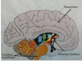 figura_1-_el_cerebro_triuno_2